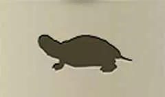 カメ
