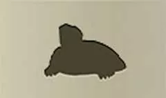 カメ