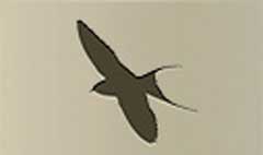 Swallow silhouette