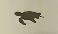 カメ