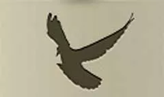 ハト