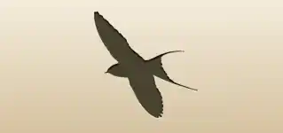 Swallow silhouette