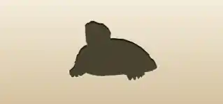 Turtle silhouette