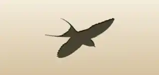 Swallow silhouette