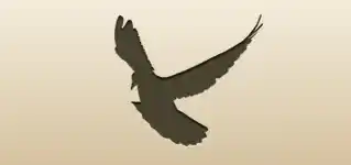 Pigeon silhouette