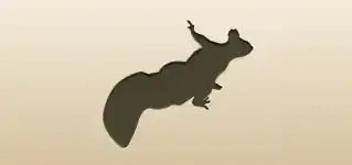 Squirrel silhouette