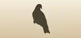 Pigeon silhouette
