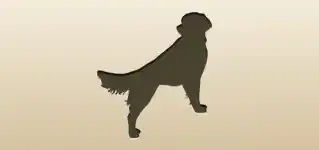 Dog silhouette