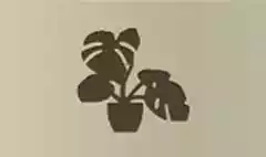 屋内観葉植物