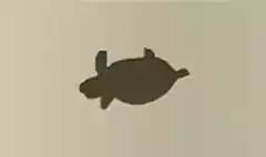 カメ