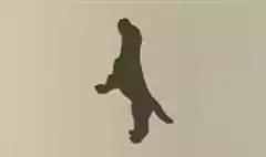 警察犬