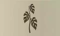 屋内観葉植物