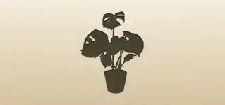 Indoor Monstera silhouette