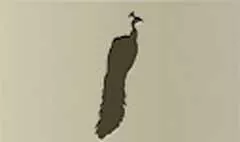 Peacock silhouette