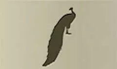 Peacock silhouette