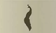 Peacock silhouette