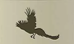 Peacock silhouette