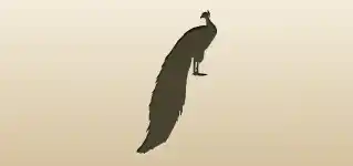 クジャク