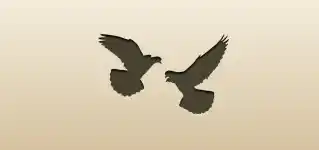 2羽の鳩
