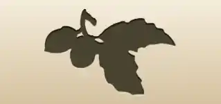 Acorns