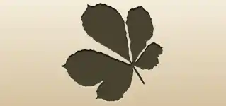 Chestnut Leaf