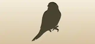 Canary