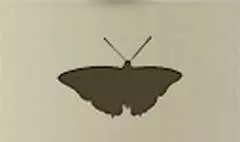 ちょうちょうのシルエット