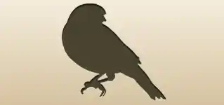 Canary