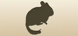 Chinchilla