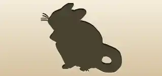 Chinchilla