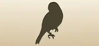 Canary