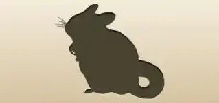 Chinchilla