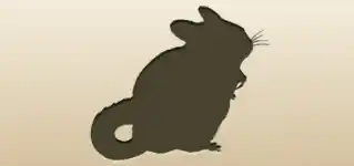 Chinchilla