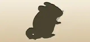 Chinchilla
