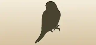 Canary