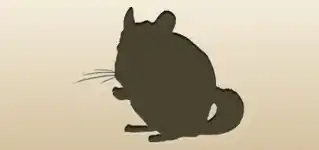 Chinchilla