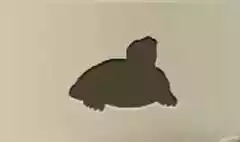 カメのシルエット