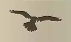 フクロウのシルエット