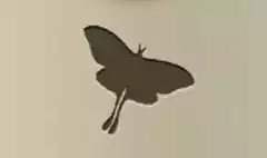 蛾