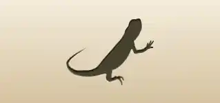 Lizard