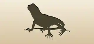 Lizard