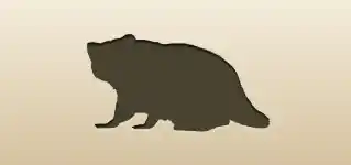 Raccoon