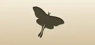Moth
