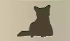 アライグマのシルエット