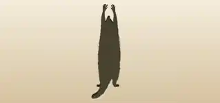 Raccoon