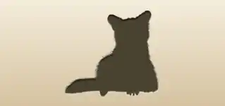 Raccoon