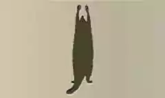 アライグマのシルエット