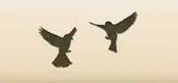 Sparrows silhouette