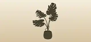 Indoor Monstera