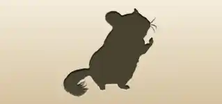 Chinchilla